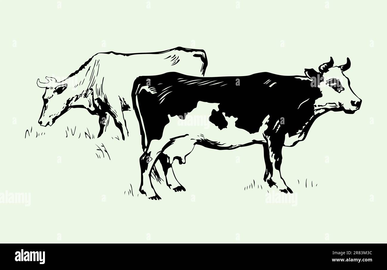 Cows milk cows milk Stock Vector Images - Alamy