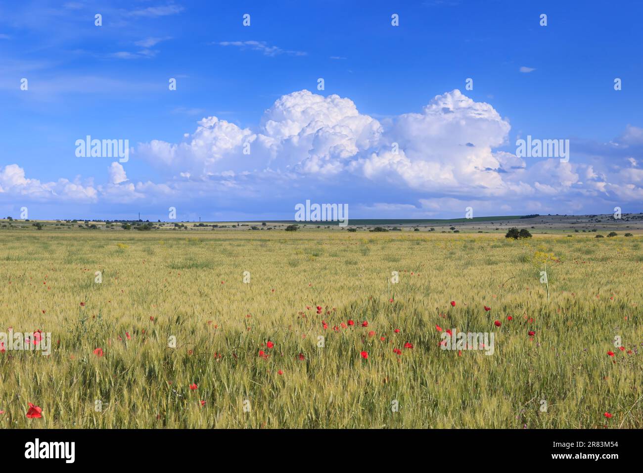 Apulia Country agriculture, alta murgia national park, apulia, bead, bloom, blossom ...