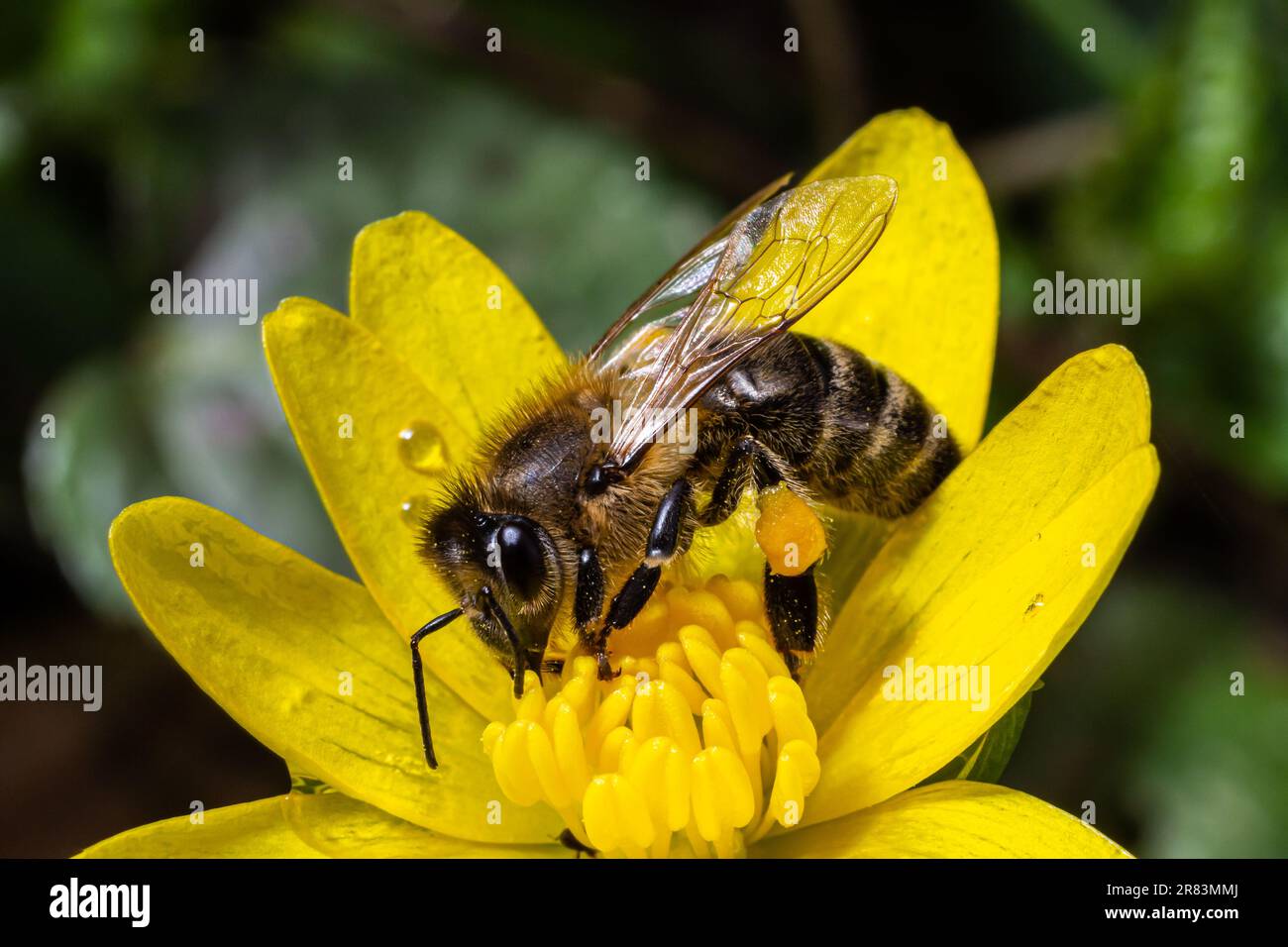 Honey bee on Yellow wood Anemone, Anemonoides ranunculoides. Nature