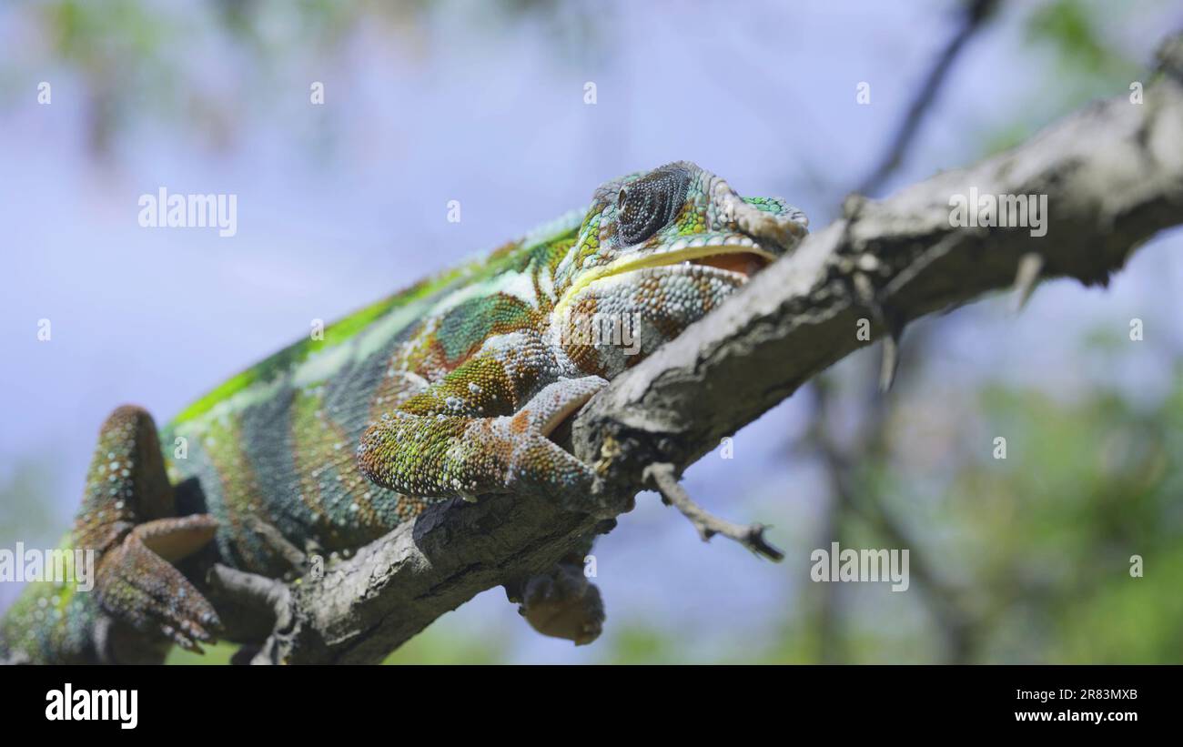 Portrait of chameleon lies on branch licks it and looks around on sunny day on blue sky background. Panther chameleon (Furcifer pardalis) Stock Photo