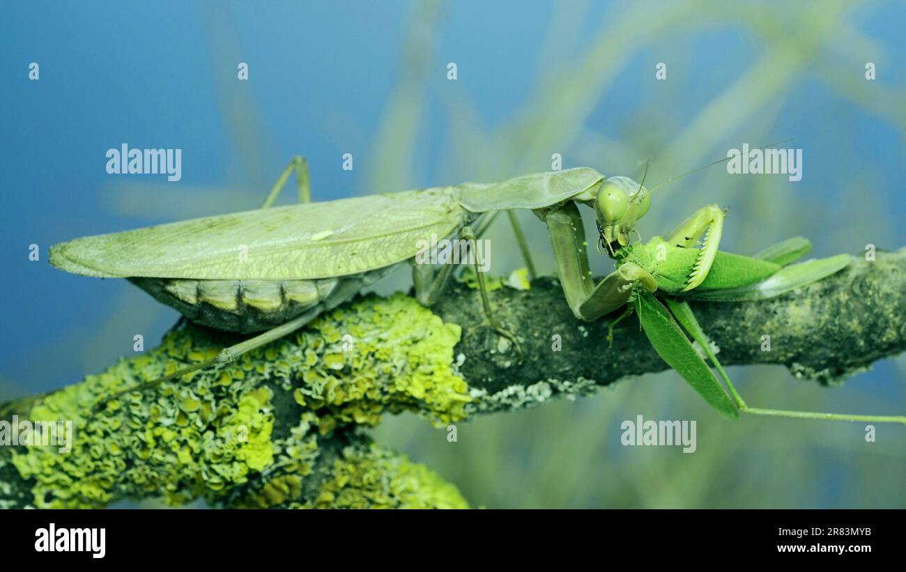 Large female green praying mantis greedily eating green grasshopper sitting on tree branch covered with lichen. Transcaucasian tree mantis (Hierodula Stock Photo