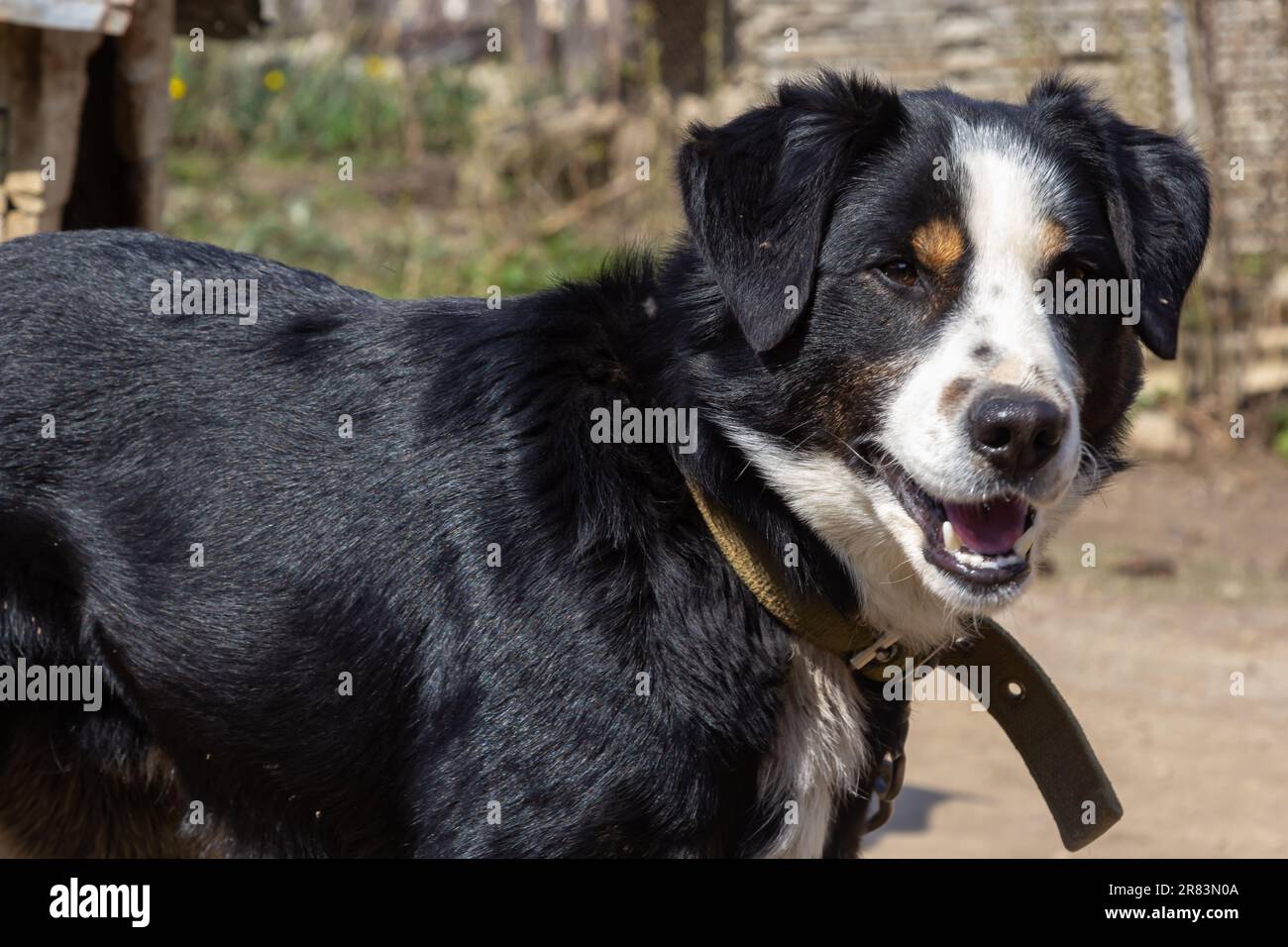 Black mongrel dog on chain on old weathered wooden kennel background on rural backyard at summer day. Stock Photo