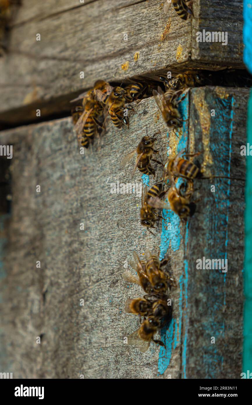 Close up beehive honey bees hi-res stock photography and images - Alamy