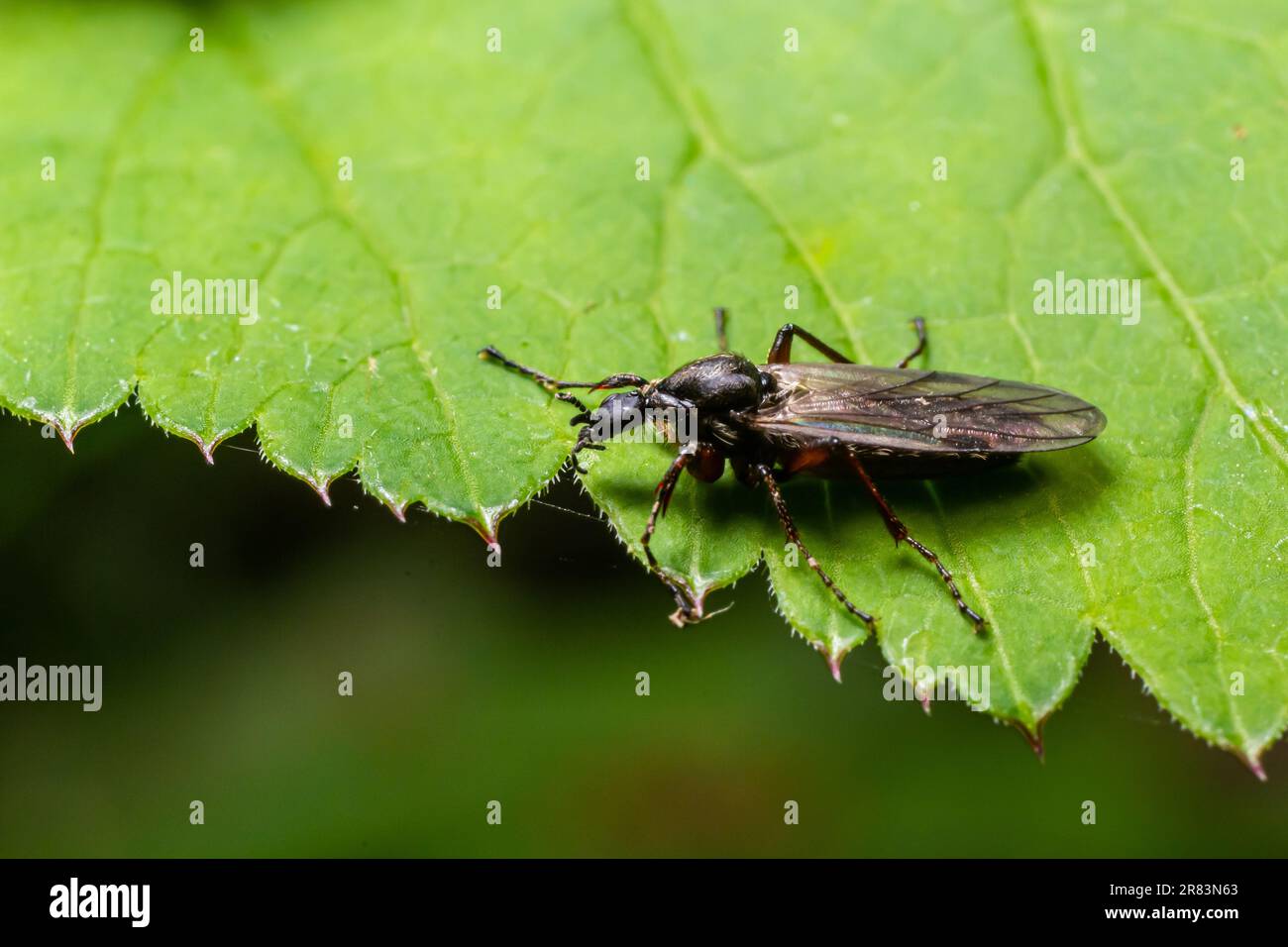 Bibio marci is a fly from the family Bibionidae called March flies and lovebugs. Larvae of this insects live in soil and damaged plant roots. Stock Photo