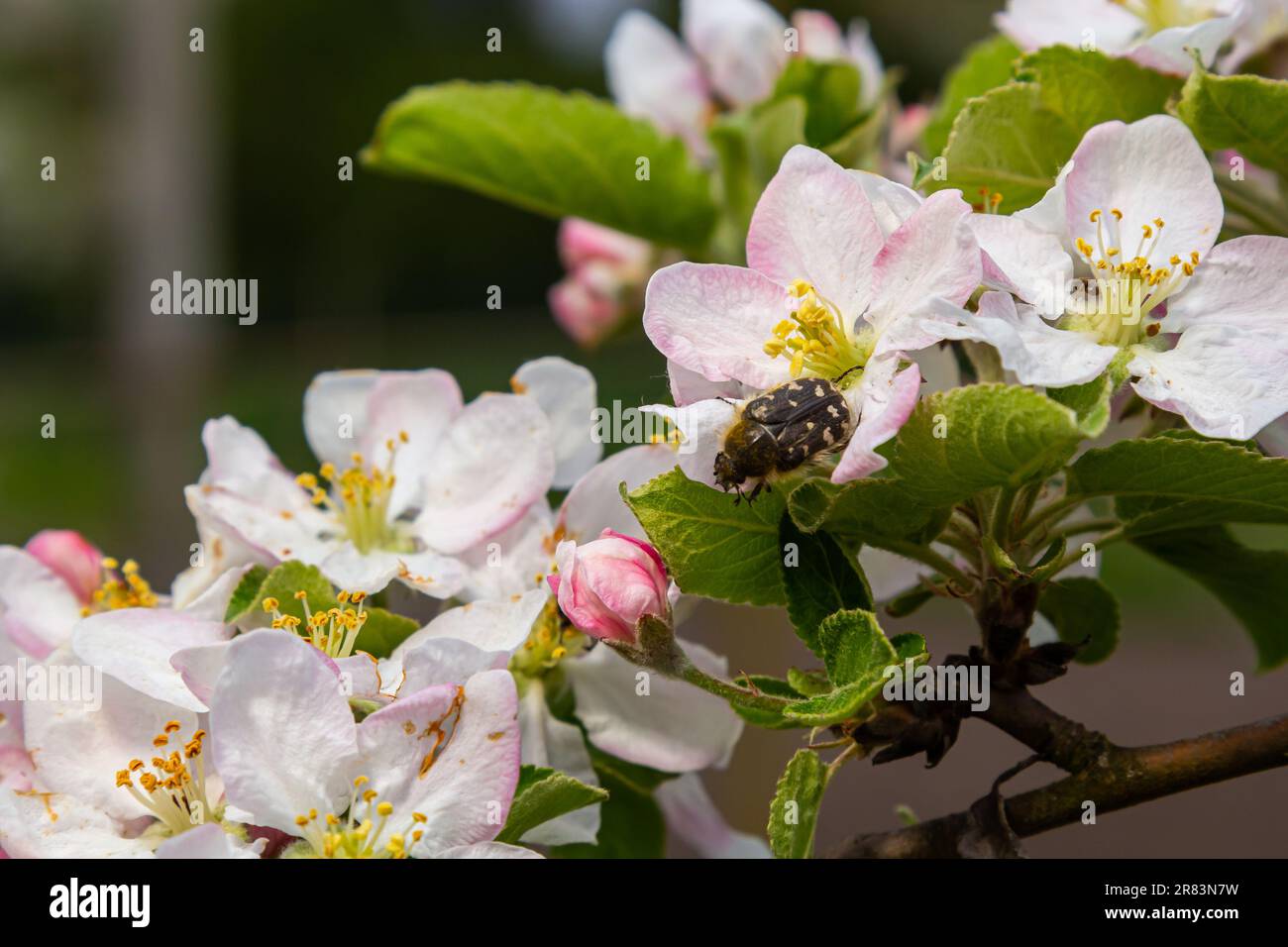 Pests of the orchard. hirta eats an apple flower. Spring