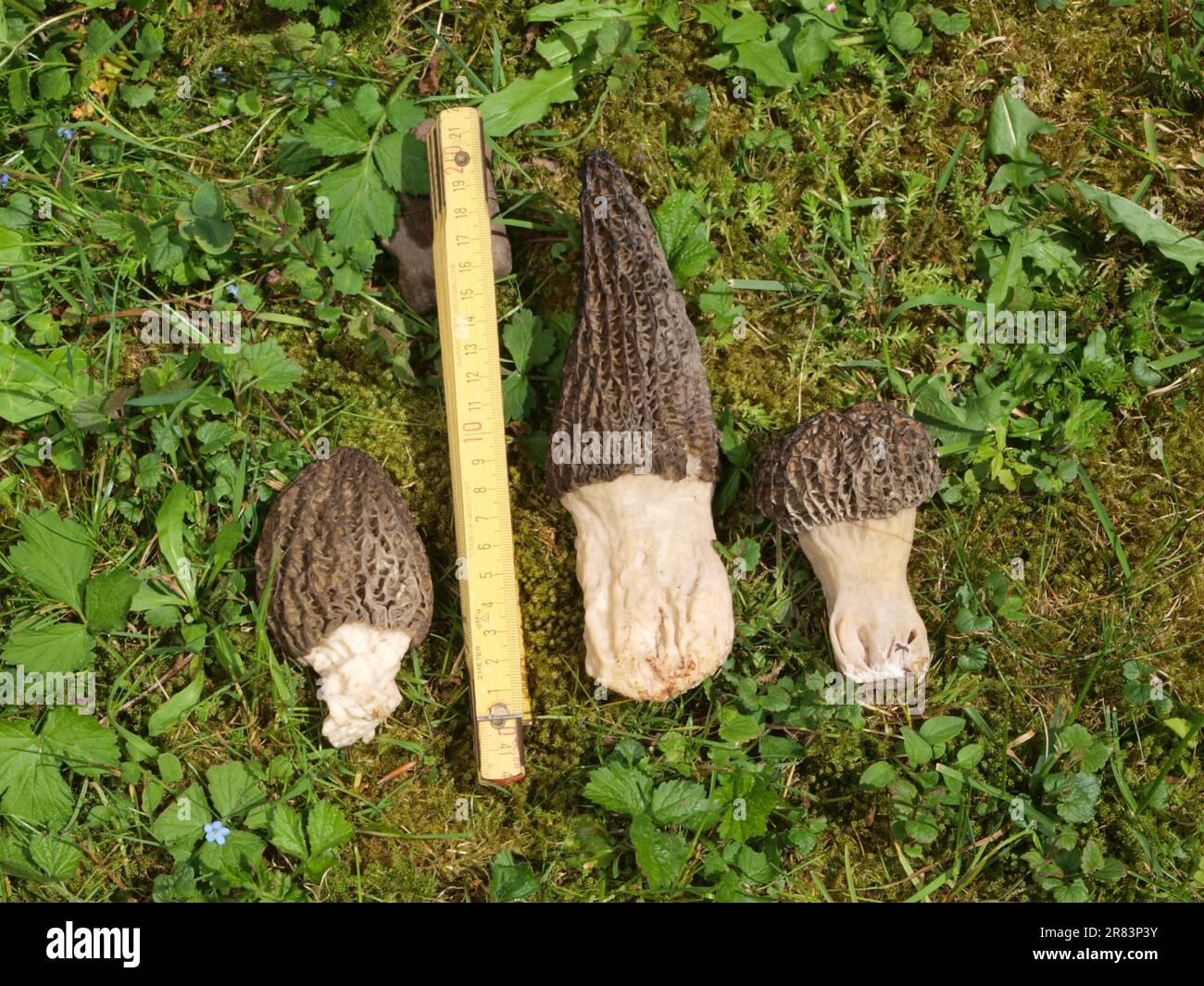 the Black Morel (Morchella elata), fruits from March to June and is a