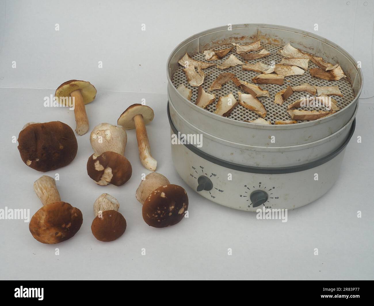 Drying king boletes (Boletus edulis) with the dehydrator Stock Photo Alamy
