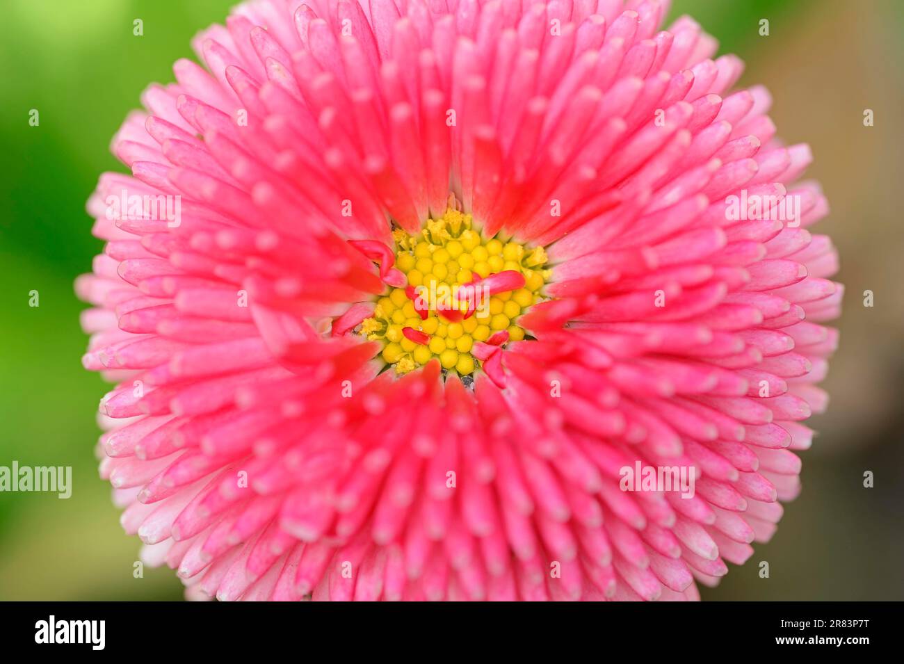 Daisy (Bellis perennis) &amp;#39;Tasso Erdbeersahne&amp;#39; Stock Photo - Alamy