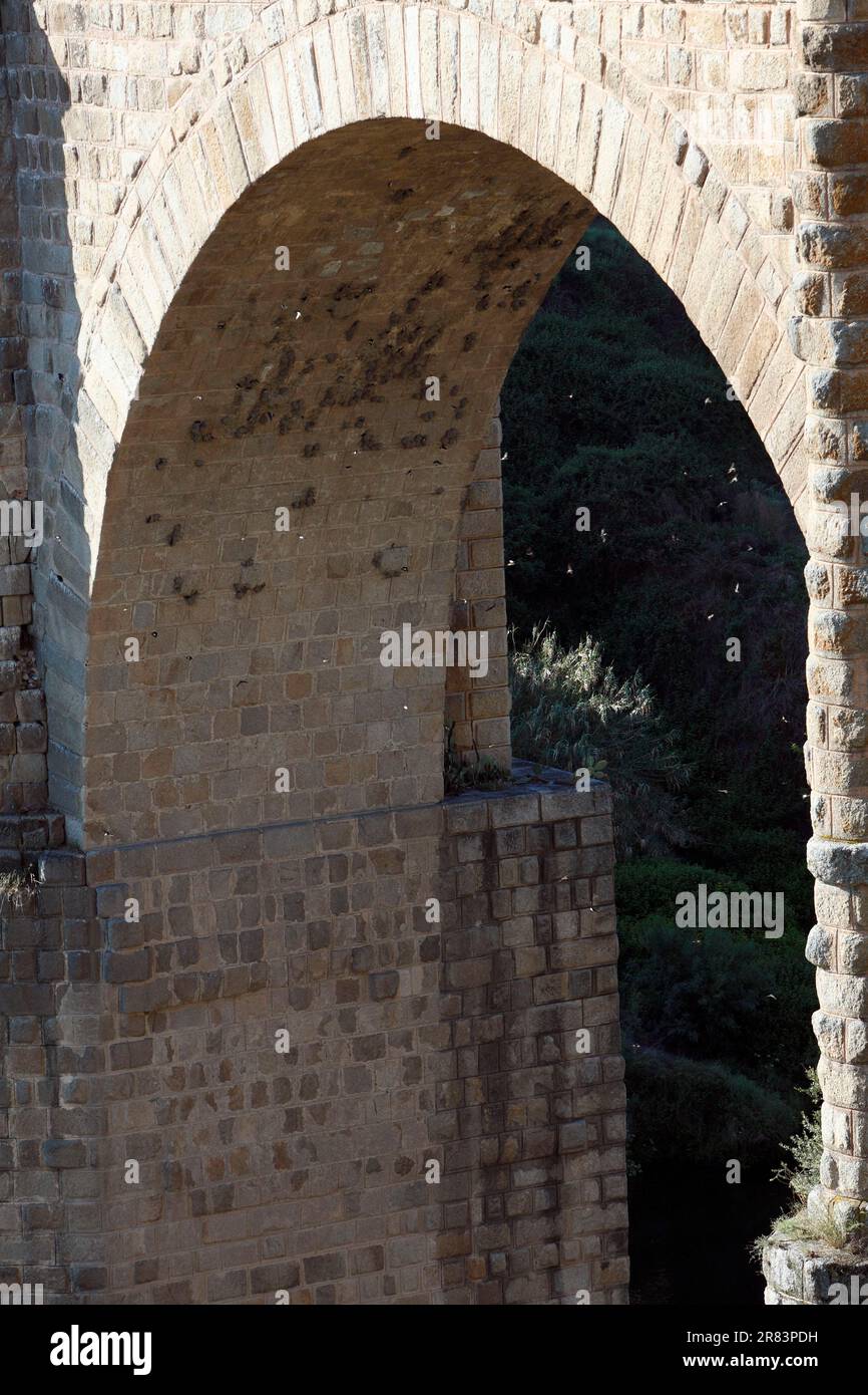 Crag Martin, nesting colony under arch of bridge, Extremandura, Spain (Hirundo rupestris) Stock Photo