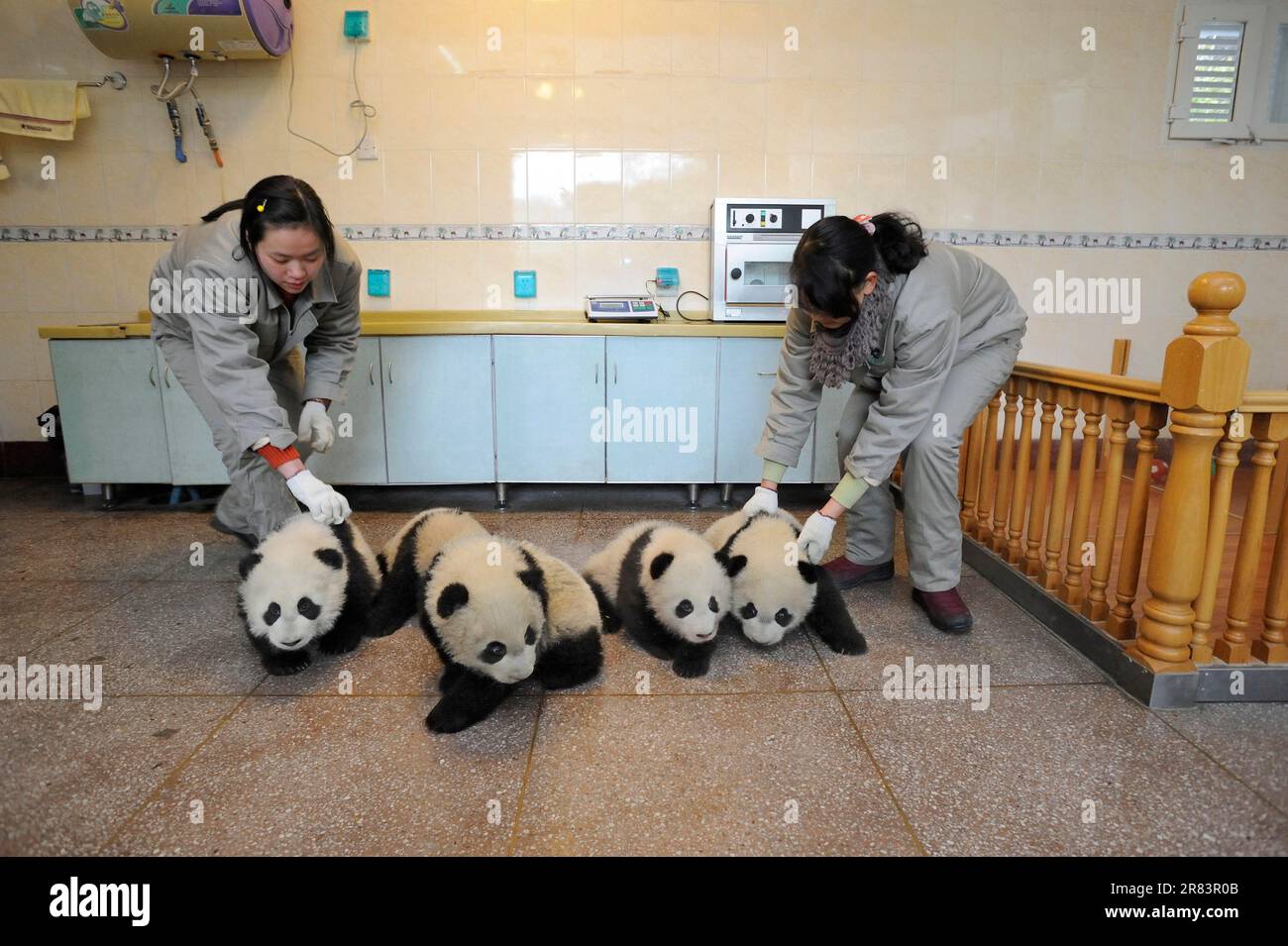 Keeper and Giant Pandas (Ailuropoda melanoleuca), 5 months, Panda Nursery, Wolong Nature Reserve, Bamboo Bear, China Stock Photo