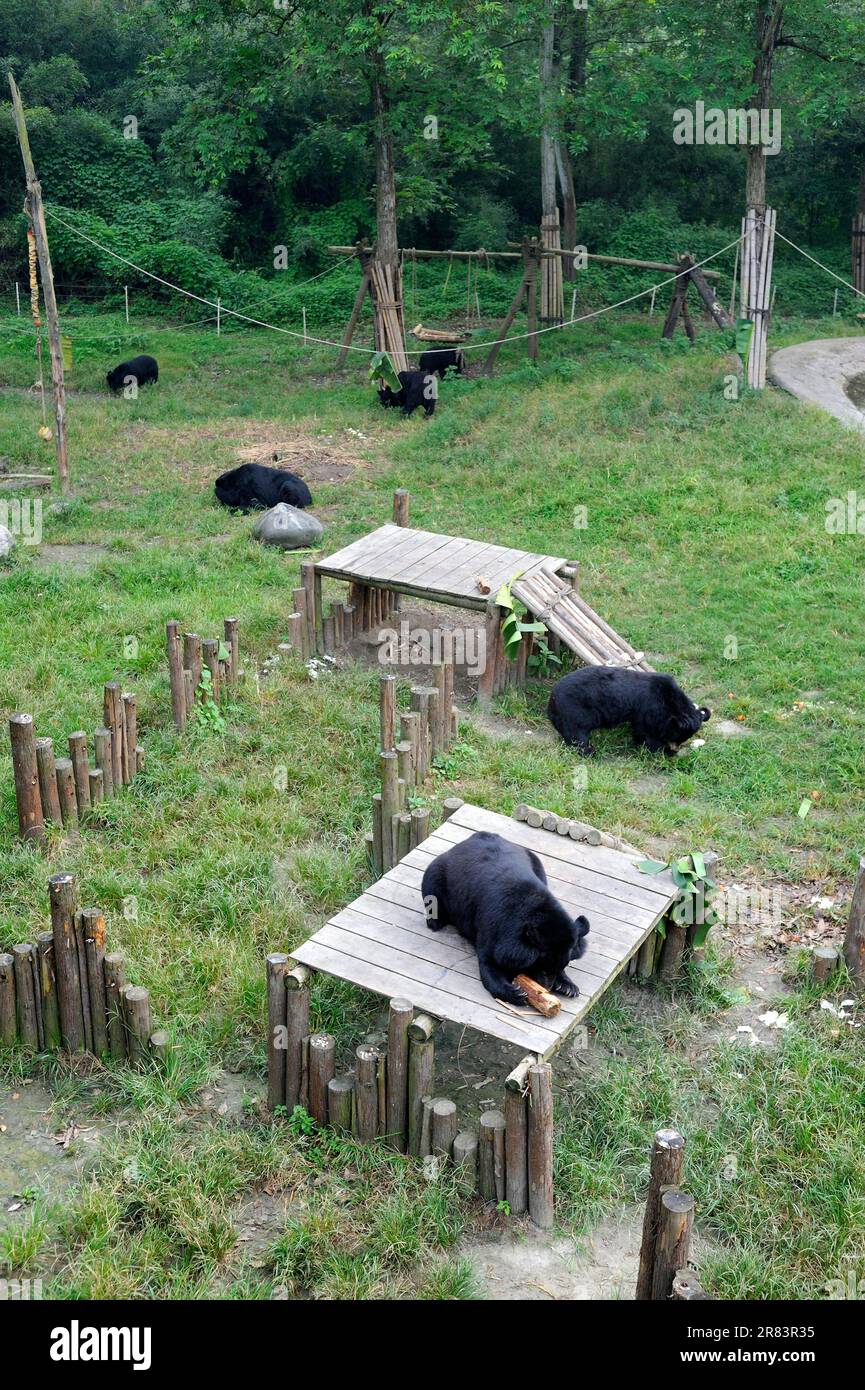 Asian black bears (Ursus thibetanus), Animal Asia Foundation sanctuary