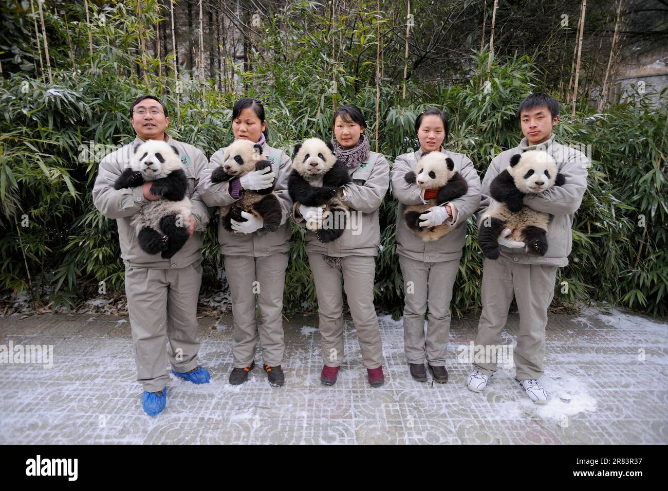 Animal keepers and giant pandas (Ailuropoda melanoleuca), 5 months, panda nursery, Wolong Nature Reserve, Bamboo Bear, China Stock Photo