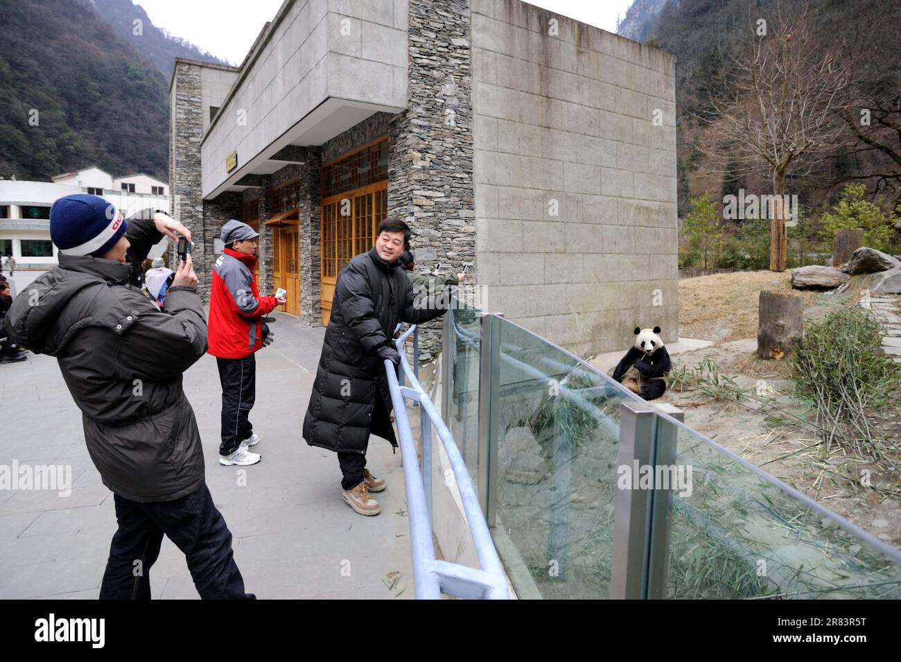 Visitor and Giant Panda (Ailuropoda melanoleuca), Wolong Nature Reserve, Sichuan, Bamboo Bear, China Stock Photo