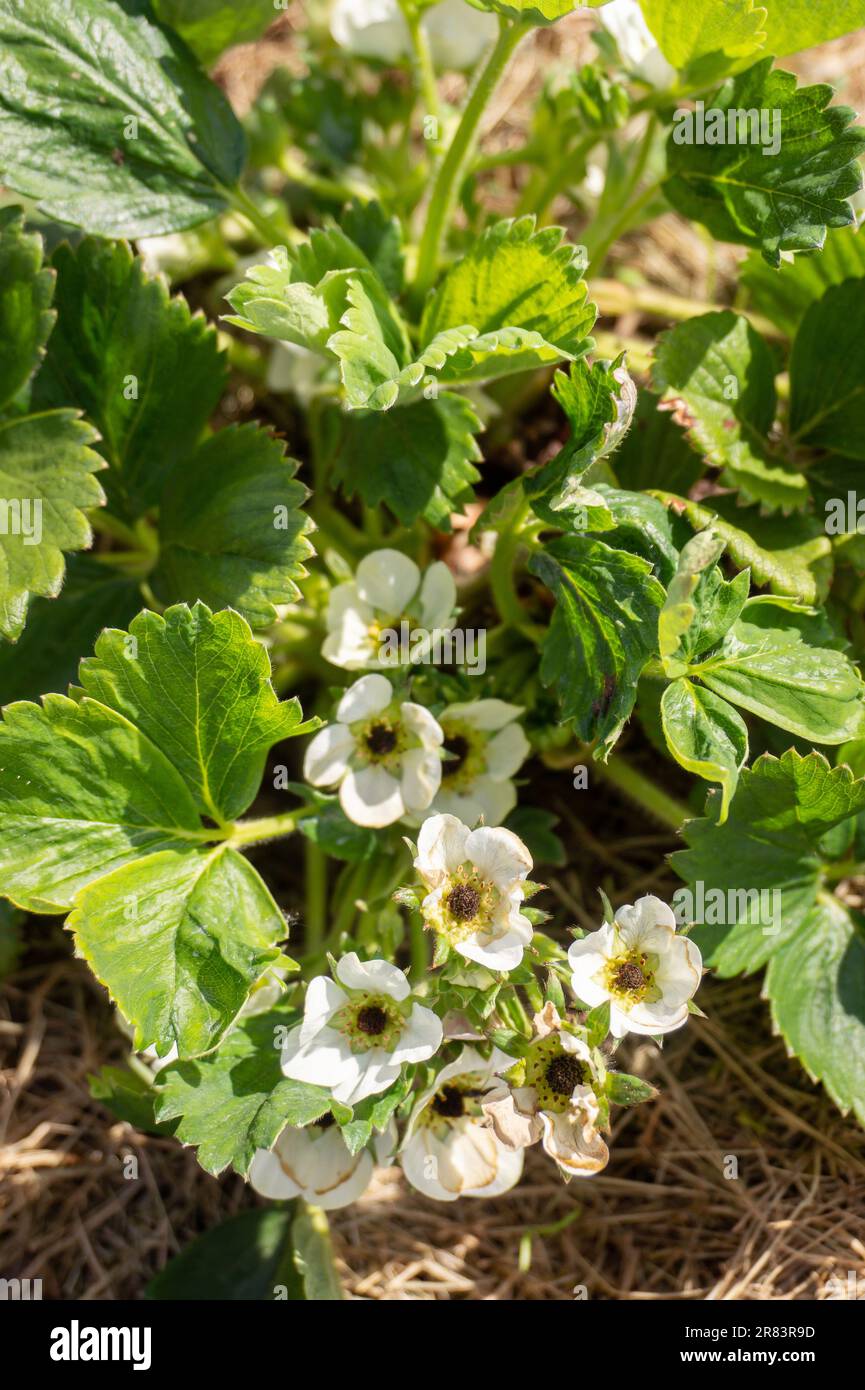 Strawberry black eye. Flowers damaged by frost in Spring garden. Black