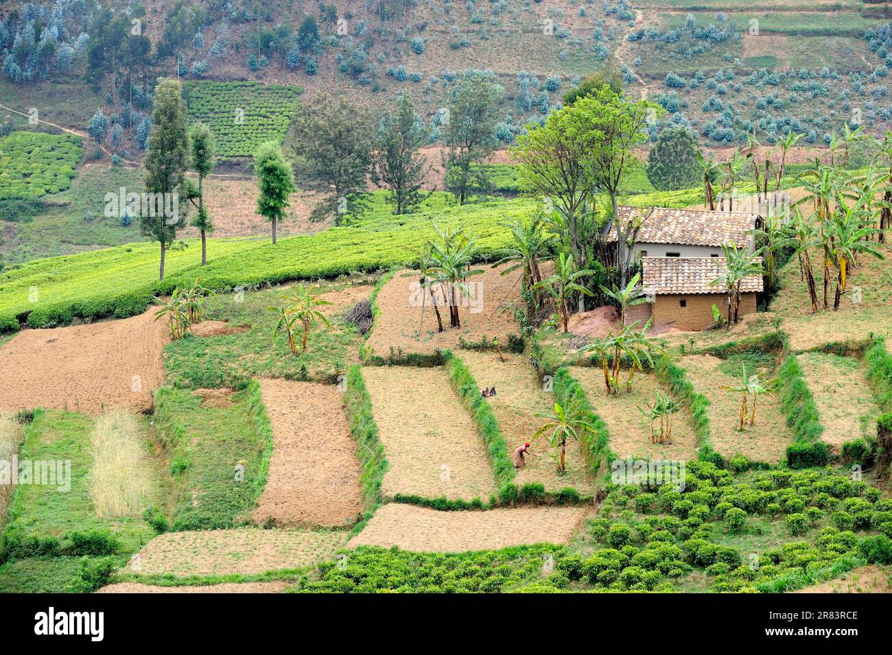 Cultivated hills, terraced fields and traditional house, Rwanda Stock Photo