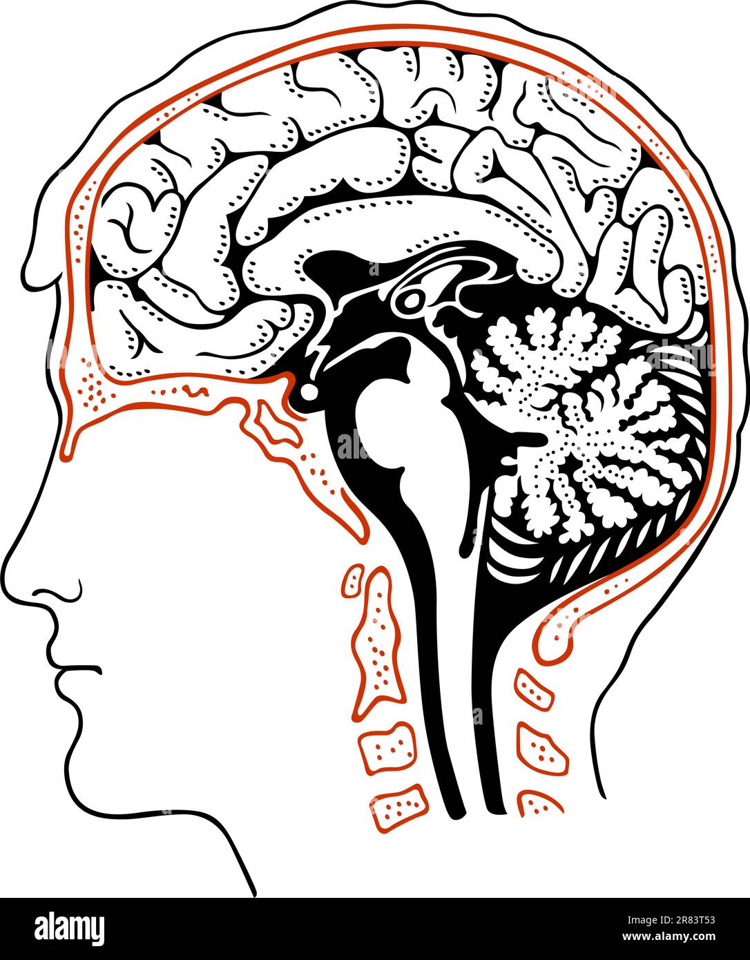 Human brain in the head Stock Vector