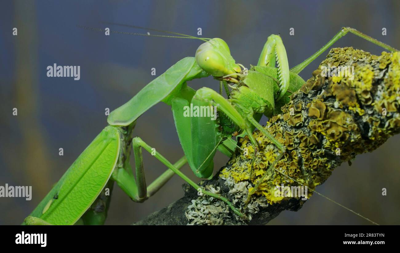 June 10, 2023, Odessa oblast, Ukraine, Eastern Europe: Large female green praying mantis greedily eating green grasshopper sitting on tree branch covered with lichen. Transcaucasian tree mantis (Credit Image: © Andrey Nekrasov/ZUMA Press Wire) EDITORIAL USAGE ONLY! Not for Commercial USAGE! Stock Photo