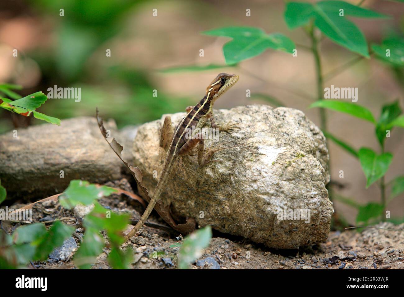 Brown Basilisk, female, Roatan, Honduras (Basiliscus vittatus) Stock Photo