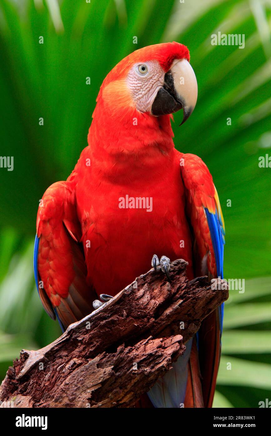 Scarlet Macaw (Ara macao), Honduras Stock Photo - Alamy