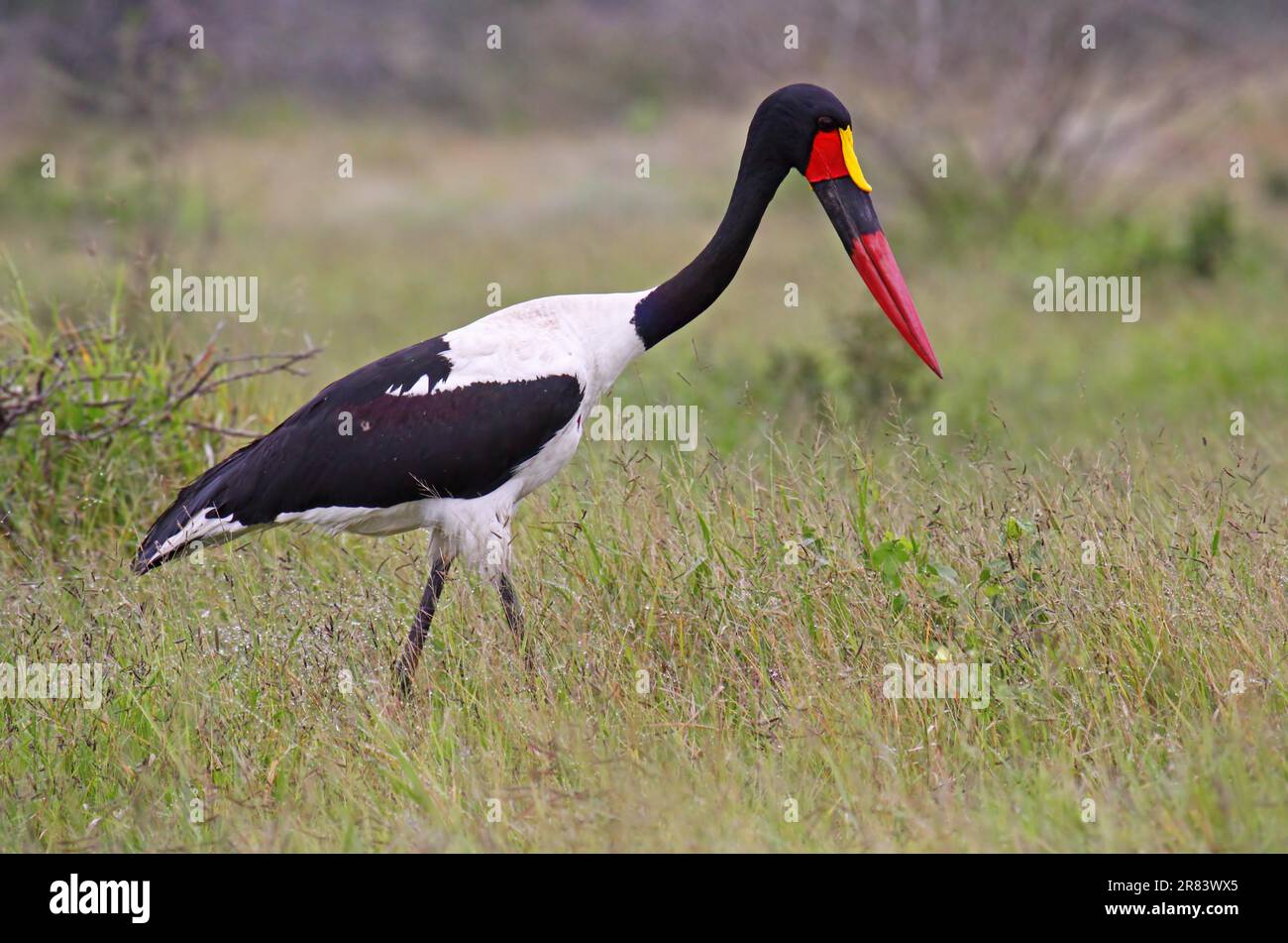 Sattelstorch, saddle-billed stork (Ephippiorhynchus senegalensis), wildlife im Kruger Park S Stock Photo