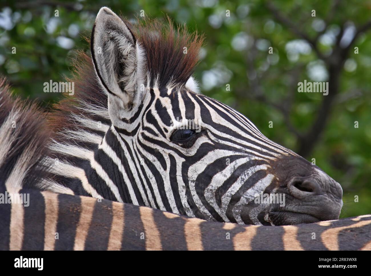 Zebra, Steppenzebra, S Stock Photo - Alamy