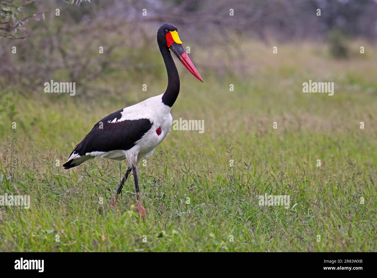 Sattelstorch, saddle-billed stork (Ephippiorhynchus senegalensis), wildlife im Kruger Park S Stock Photo