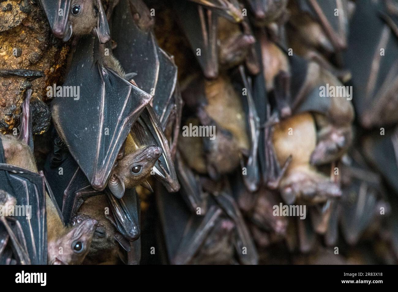 Geoffroy's rousette (Rousettus amplexicaudatus) is a species of megabat