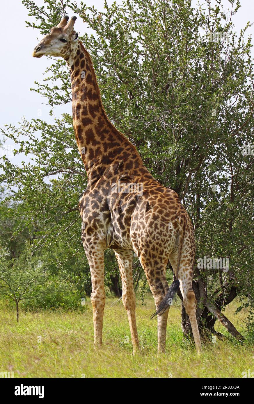 Giraffe mit Madenhackern, Krugerpark, S Stock Photo - Alamy