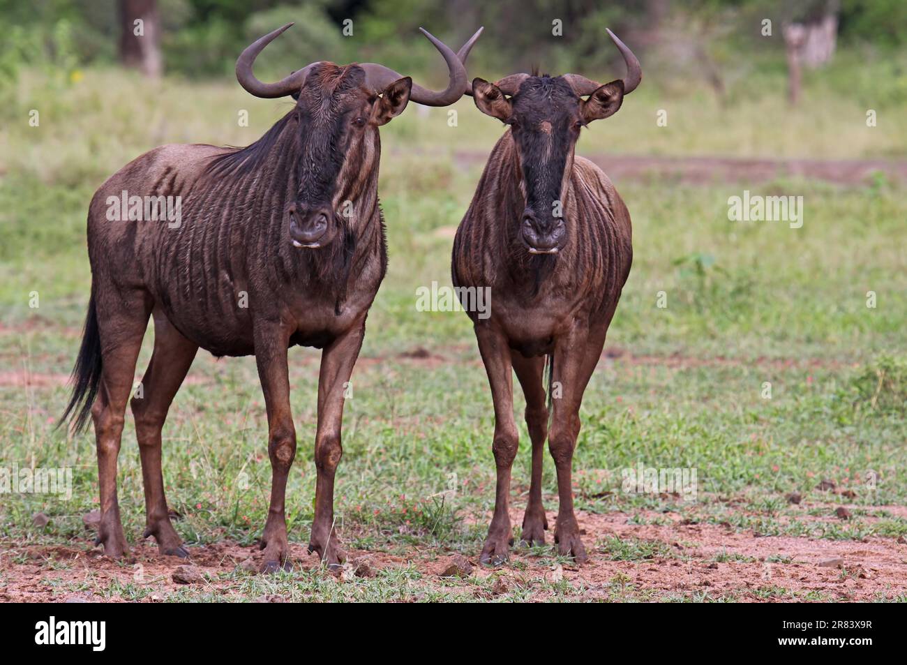 Streifengnu, blue wildebeest (Connochaetes taurinus), S Stock Photo