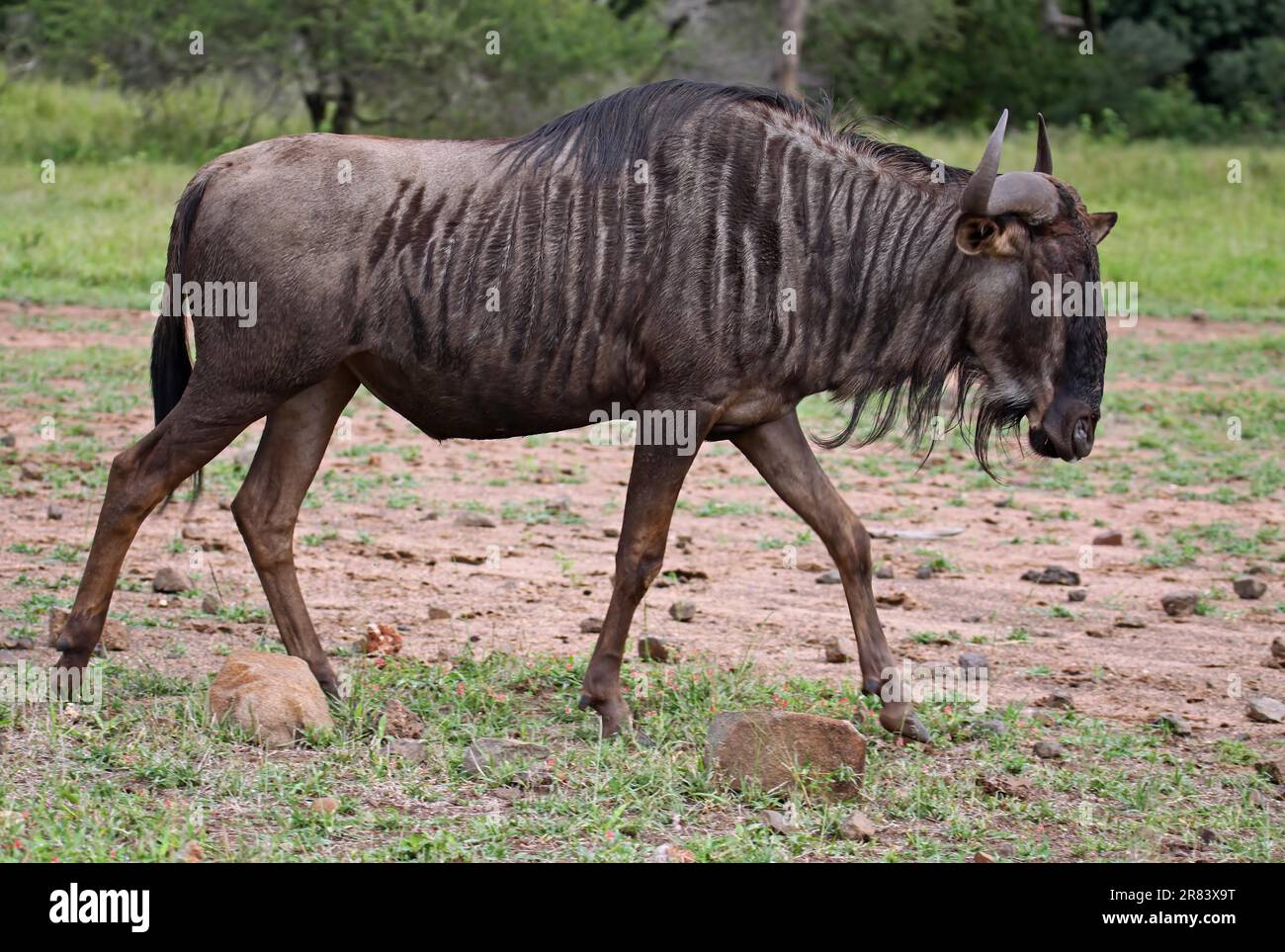 Streifengnu, blue wildebeest (Connochaetes taurinus), S Stock Photo