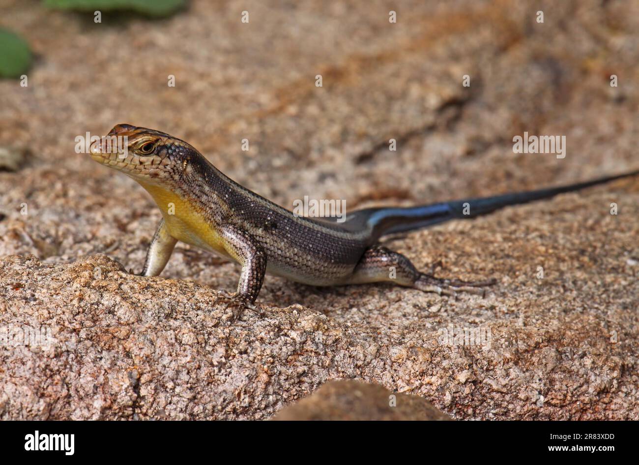 Eidechse, blauer Schwanz, S Stock Photo - Alamy