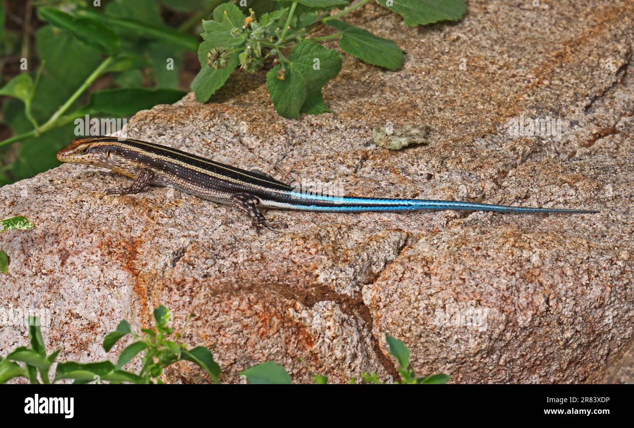 Eidechse, blauer Schwanz, S Stock Photo - Alamy