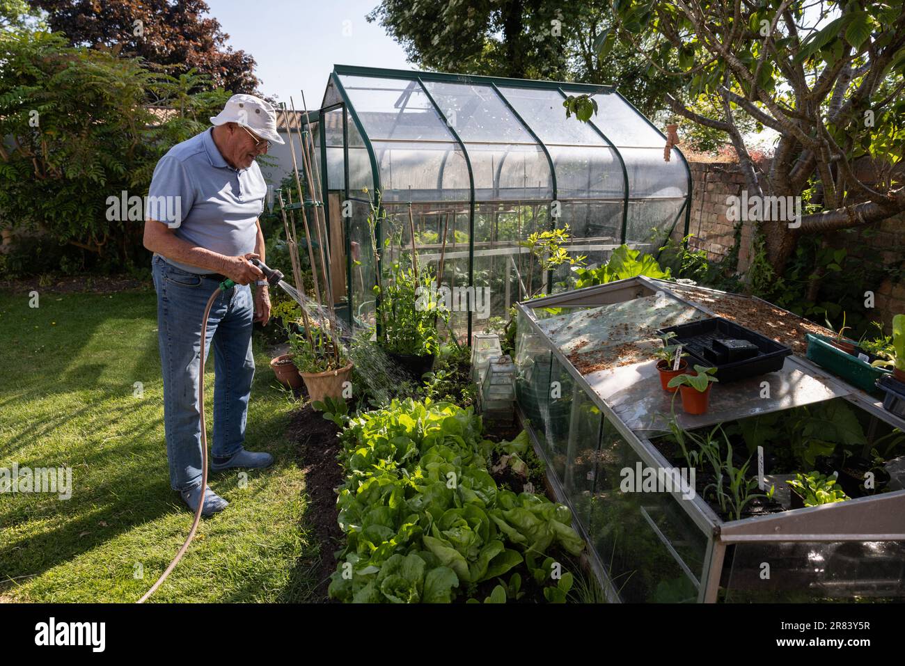 Man in his eighties using a garden hosepipe to water his vegetables during a dry June 2023 before the ban is implemented in the South of England, UK Stock Photo