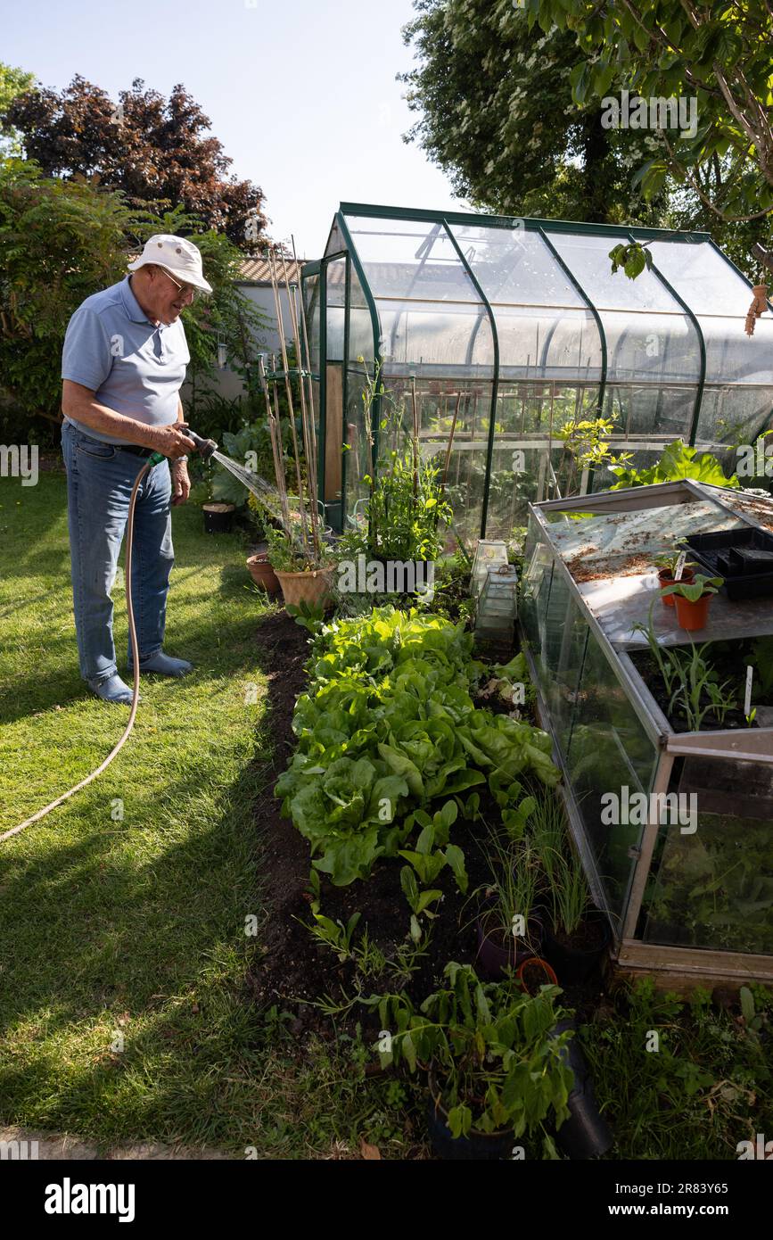 Man in his eighties using a garden hosepipe to water his vegetables during a dry June 2023