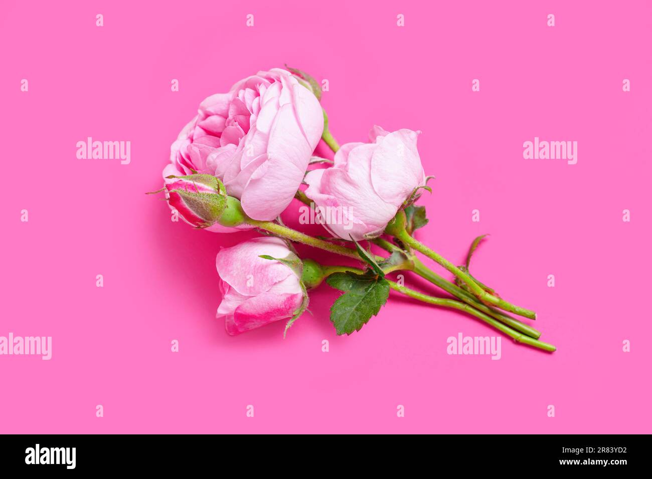 Pink flower aesthetic background hi-res stock photography and