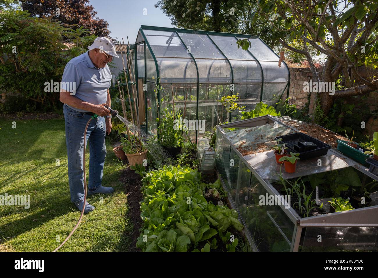 Man in his eighties using a garden hosepipe to water his vegetables during a dry June 2023 before the ban is implemented in the South of England, UK Stock Photo