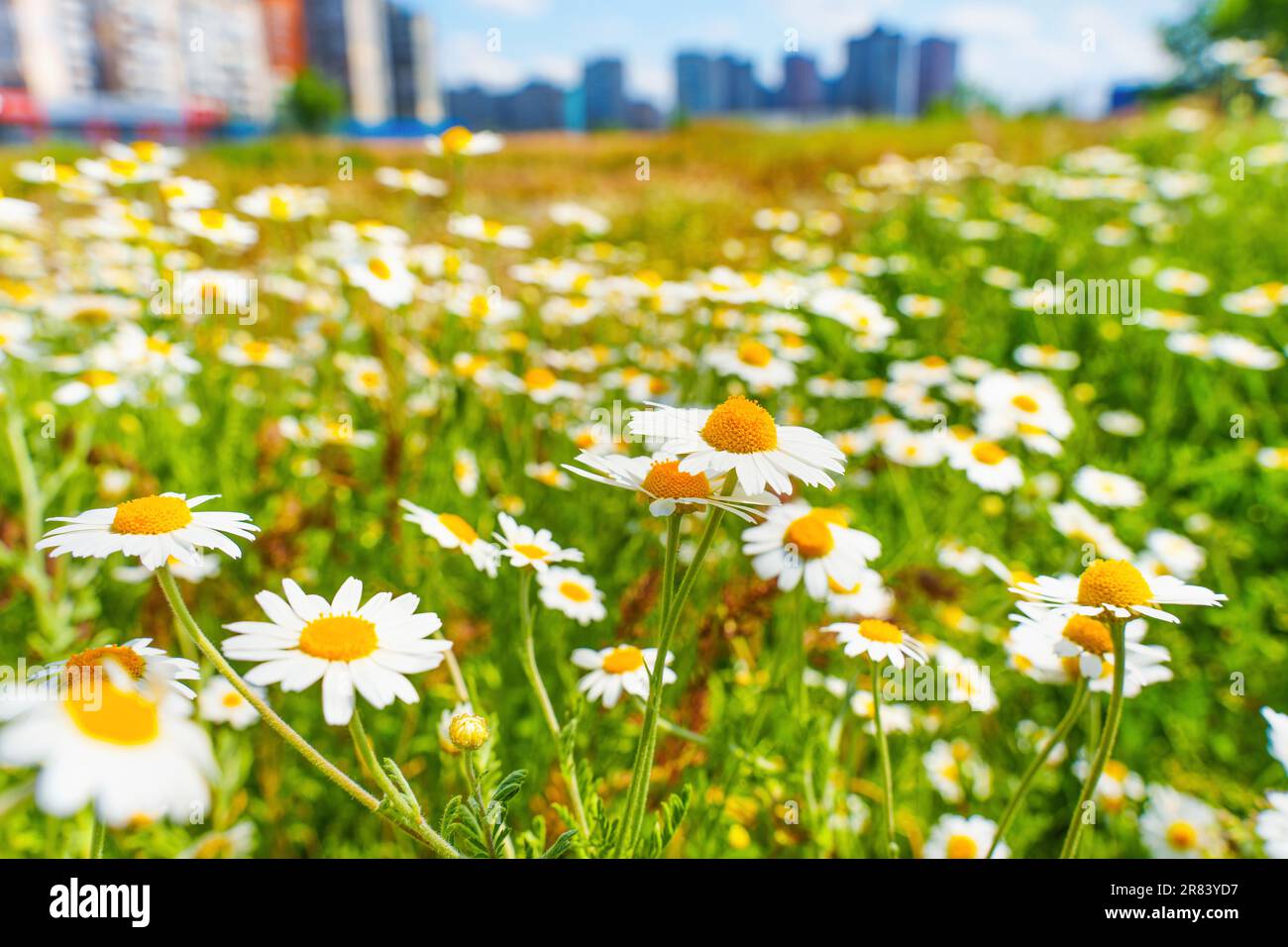 Vibrant field filled with blooming daisies nestled within the bustling ...