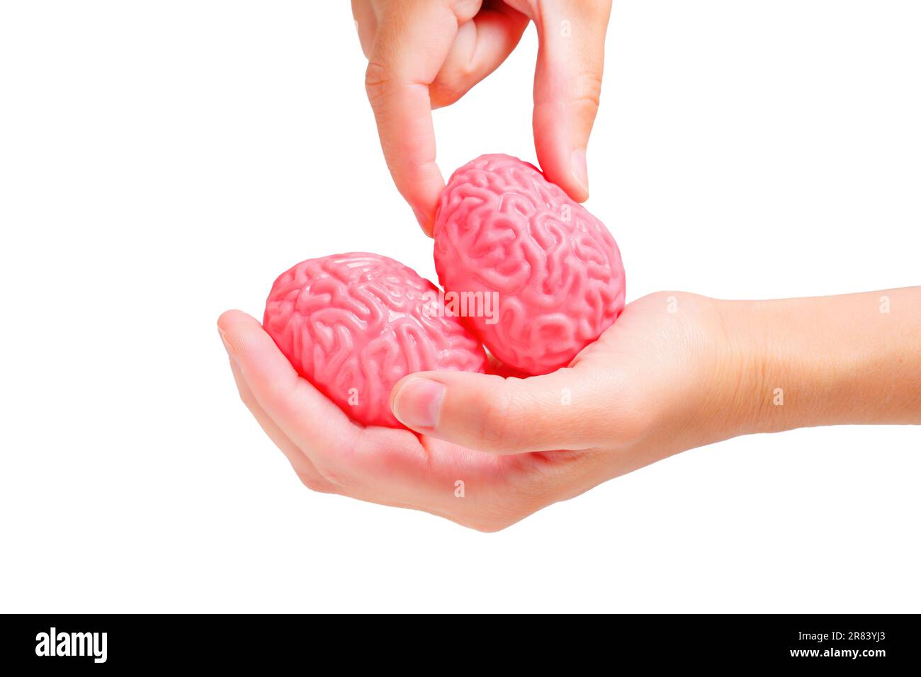 Fingers squeezing a pliable jellylike model of a human brain held in