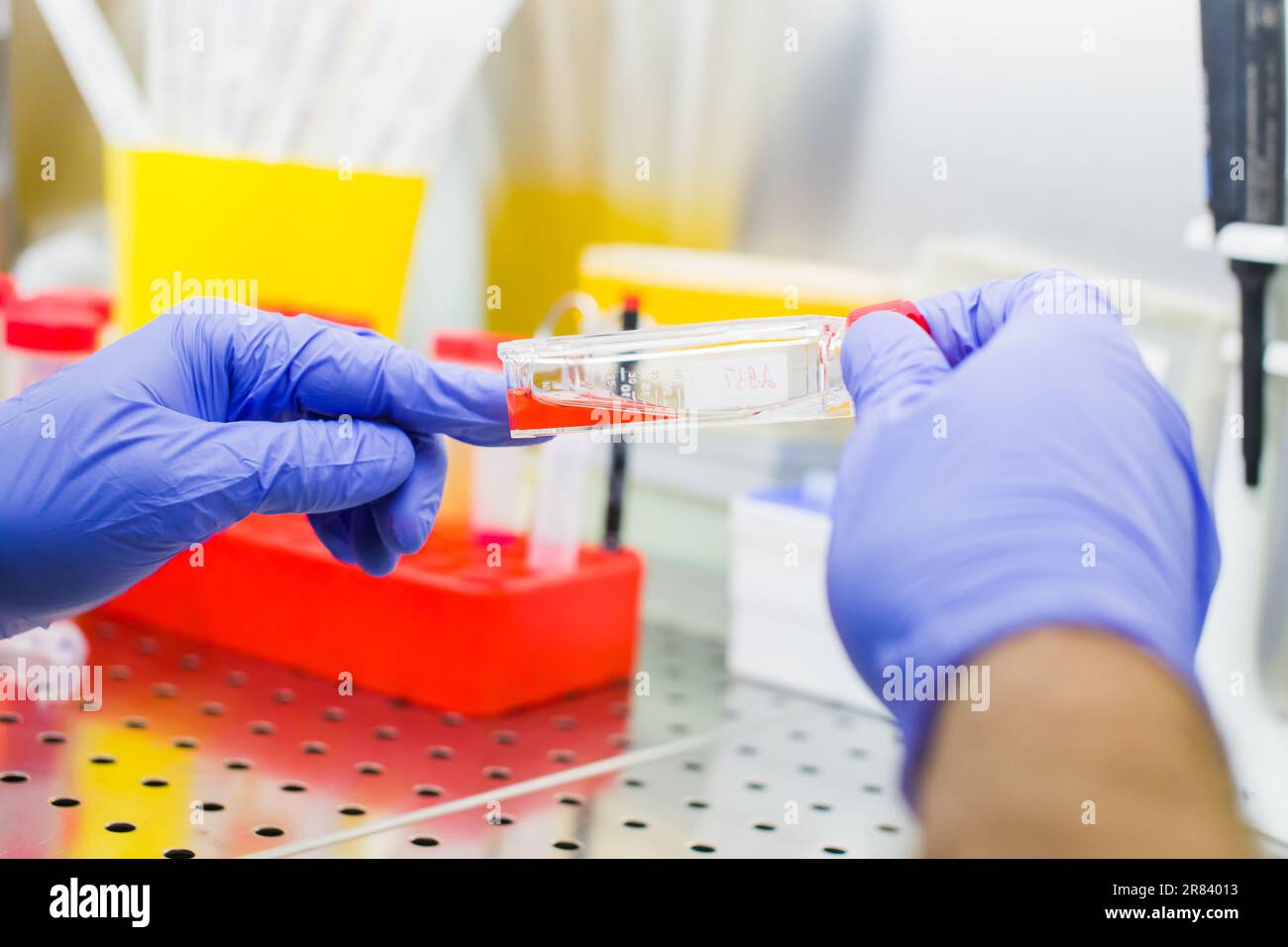 Scientist researching in laboratory, pipetting cell culture medium samples in laminar flow Stock