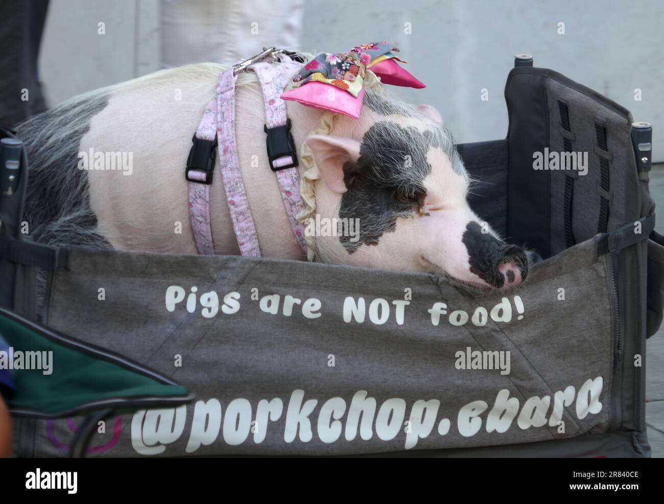 Beverly Hills, California, USA 18th June 2023 Pig at Rodeo Drive ...