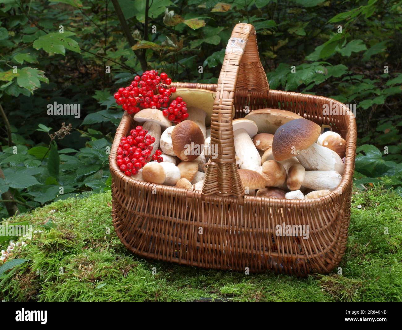 Mushroom basket with porcini mushrooms and mountain ash Stock Photo