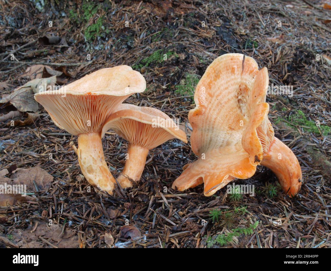 False saffron milkcap (Lactarius deterrimus Stock Photo Alamy