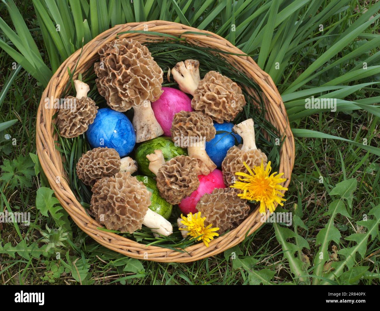 Easter nest with eggs and edible morels Stock Photo Alamy