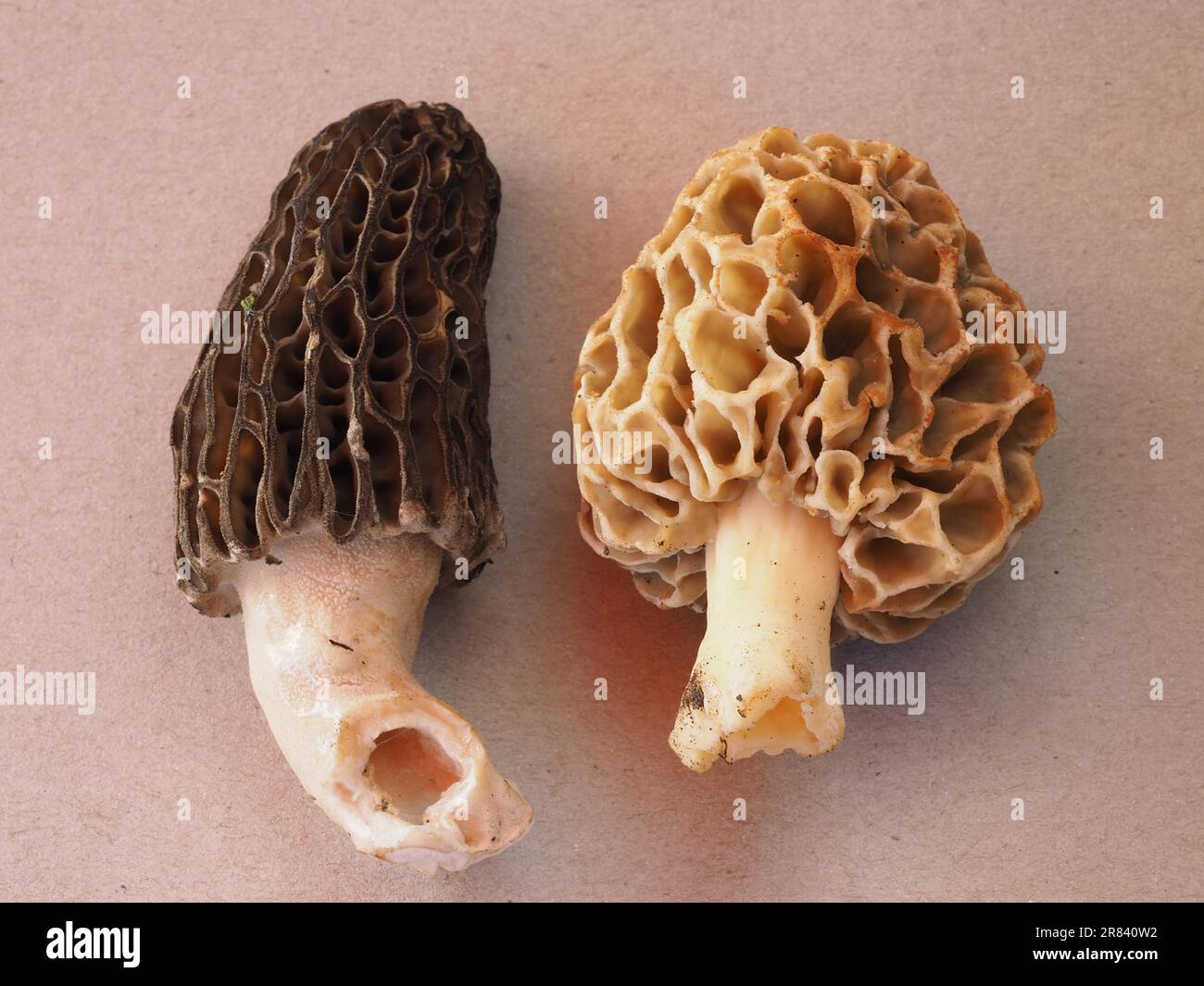Sharp morel (left) and round morel, edible morel Stock Photo Alamy