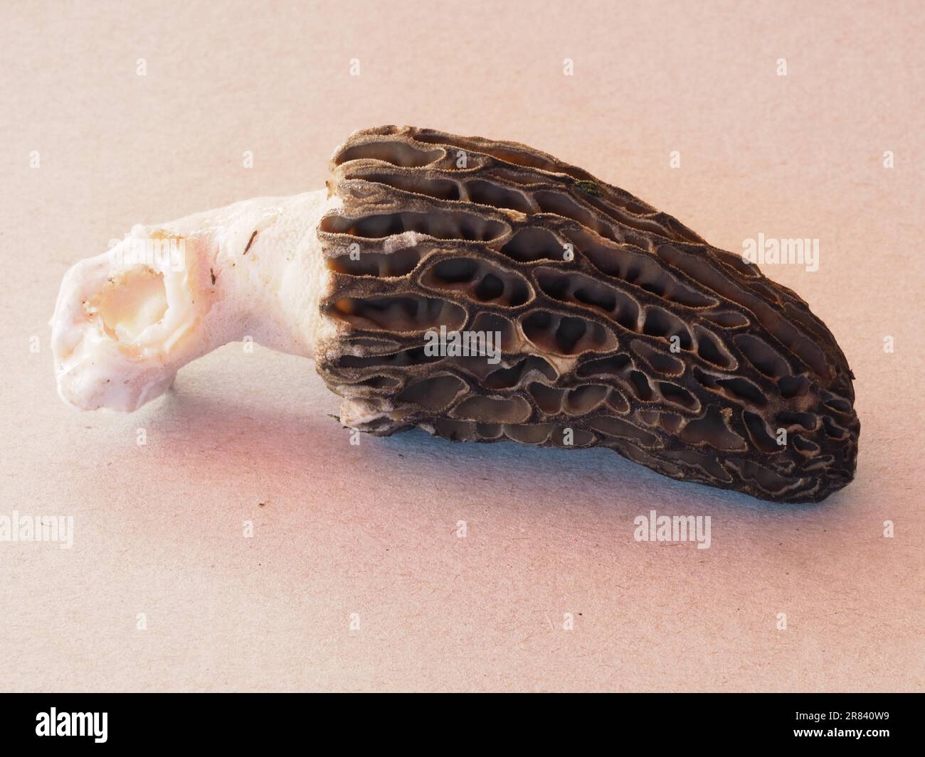Black morel (Morchella conica Stock Photo Alamy