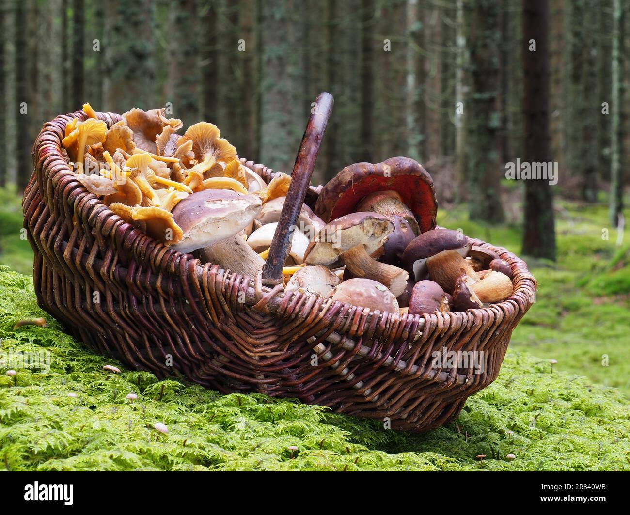 Basket, mushroom basket, mushroom, mushrooms, trumpet chanterelle, trumpet chanterelle, pierced leistling, pierced leistling, chanterelle Stock Photo