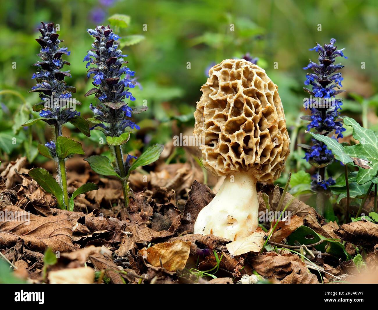Edible morels and creeping goutweed Stock Photo Alamy