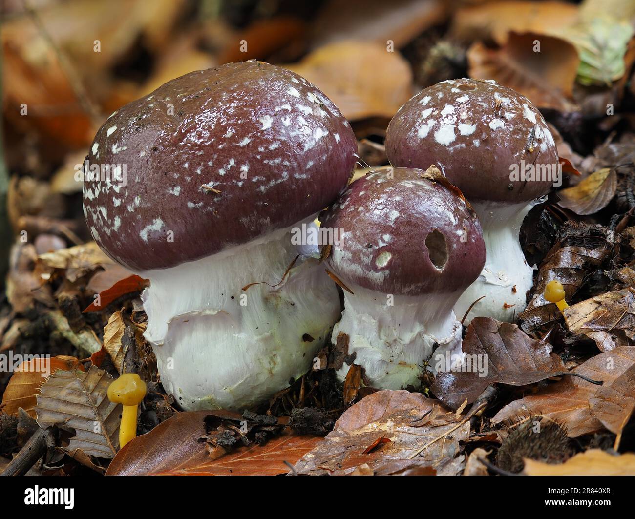 Cortinarius praestans, also known as the goliath webcap, is a basidiomycete mushroom of the genus Cortinarius. The barn owl or the blue-booted Stock Photo