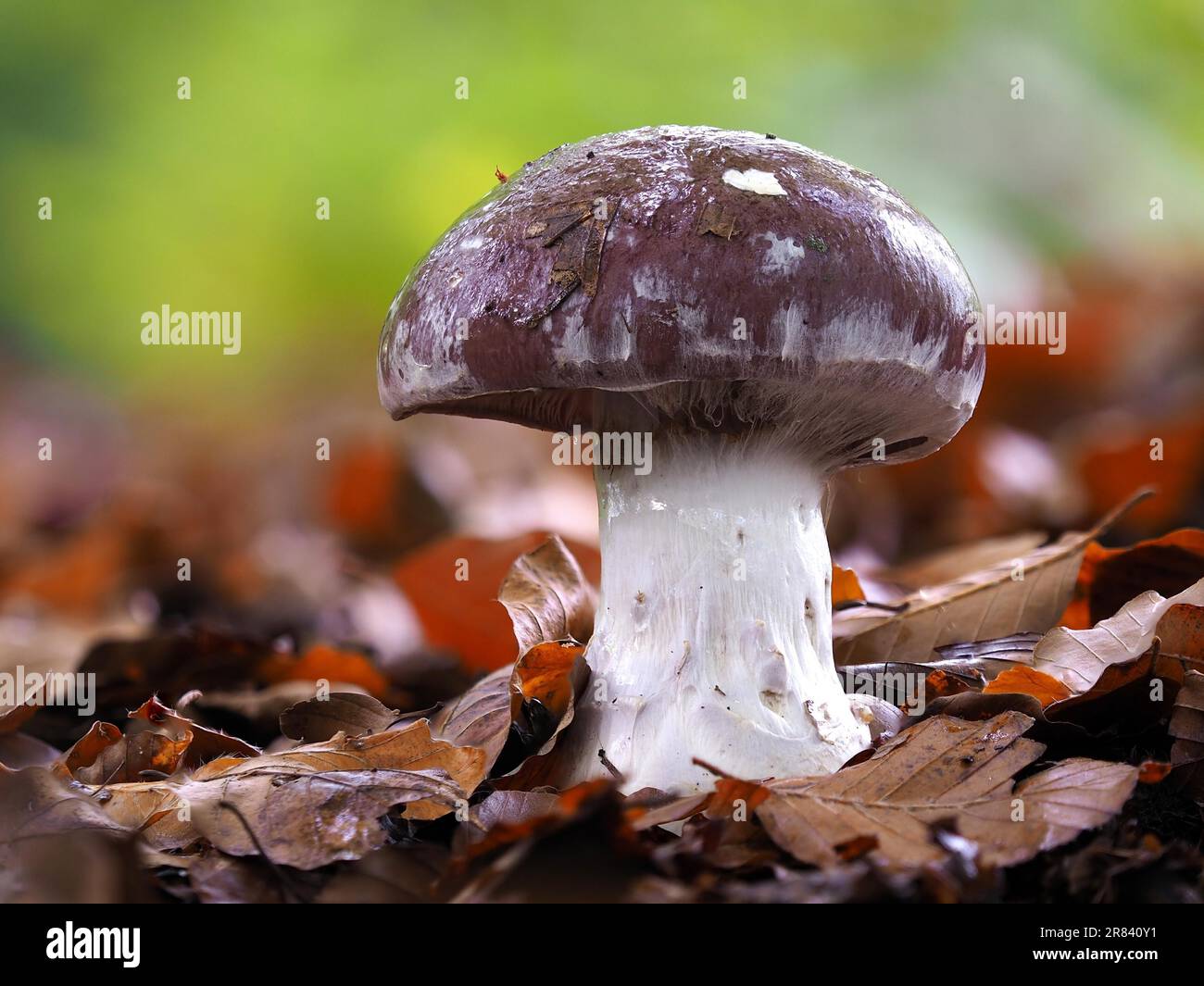 Cortinarius praestans, also known as the goliath webcap, is an abasidiomycete mushroom of the genus Cortinarius. The barn owl or the blue-booted Stock Photo