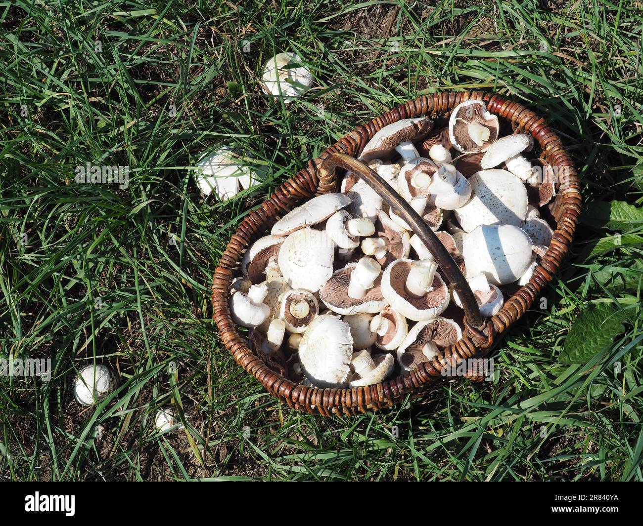 Mushroom basket with meadow mushrooms, mushroom of the year 2018 Stock Photo